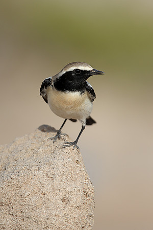 Desert Wheatear