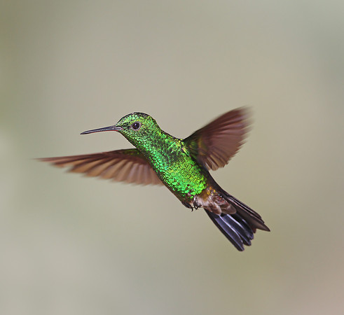 Copper-rumped Hummingbird