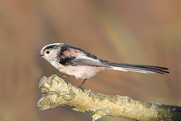 Long-tailed Tit