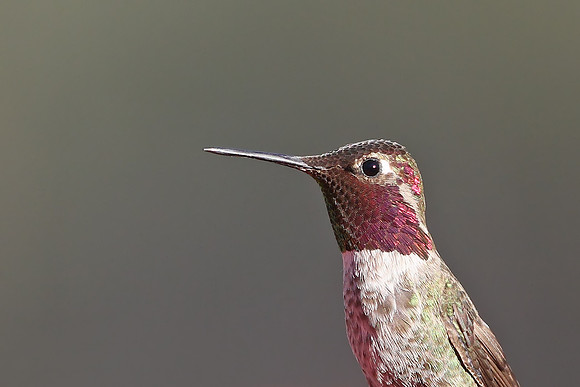 Anna's Hummingbird