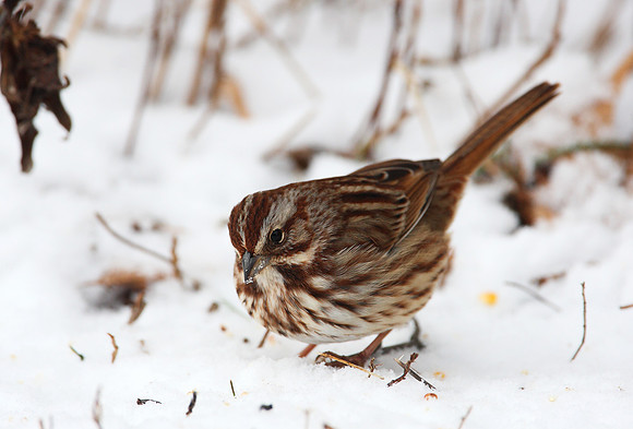 Song Sparrow