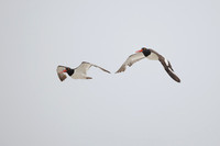 American Oystercatcher