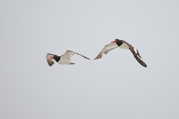 American Oystercatcher