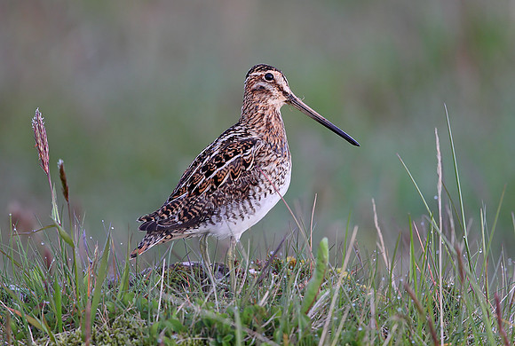 Common Snipe
