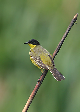 Black-headed Wagtail