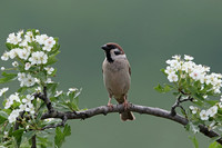 Tree Sparrow