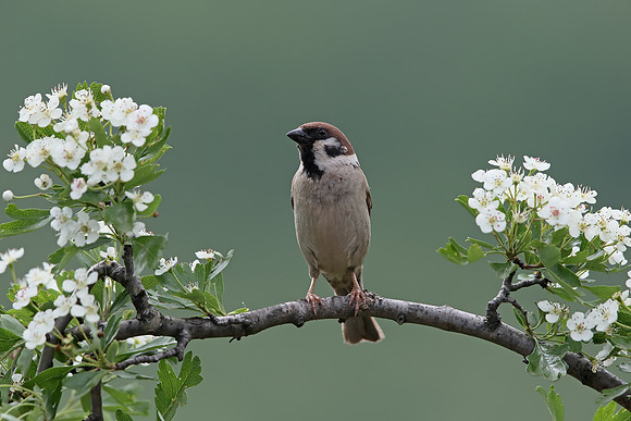 Tree Sparrow