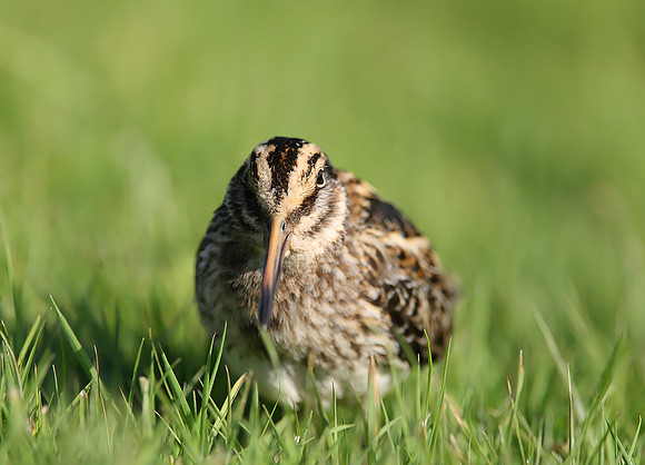 Jack Snipe