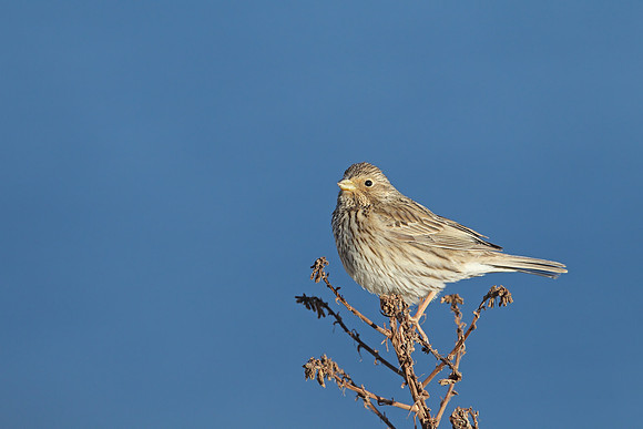 Corn Bunting