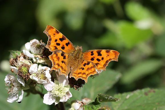 Comma