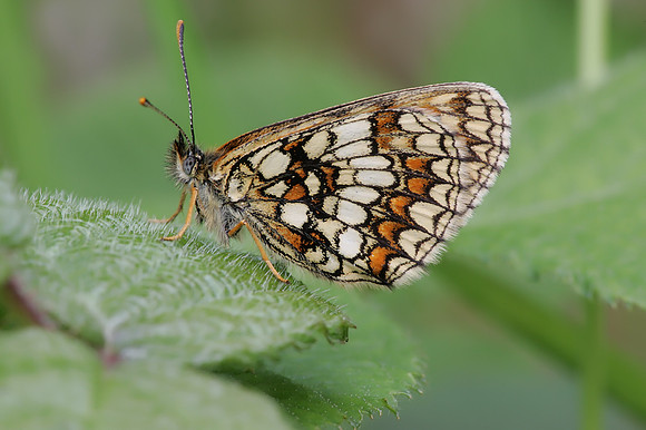 Heath Fritillary