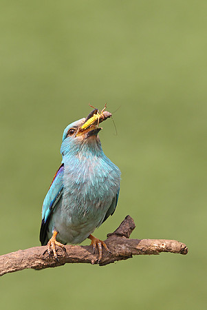 Roller
