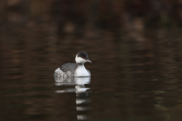 Slavonian Grebe
