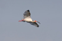 American White Ibis