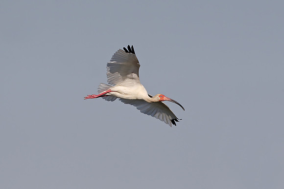 American White Ibis