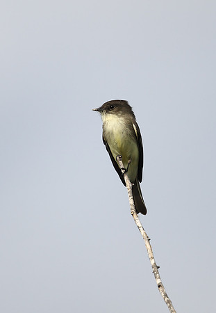 Eastern Phoebe