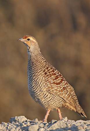 Grey Francolin