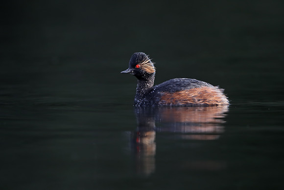 Black-necked Grebe