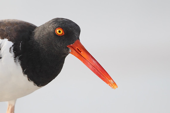 American Oystercatcher