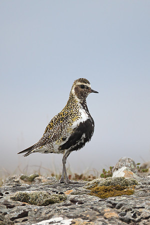 Golden Plover
