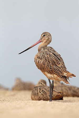 Marbled Godwit