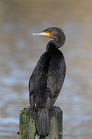 Cormorant