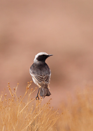 Red-rumped Wheatear