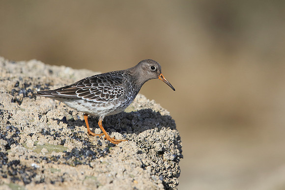 Purple Sandpiper