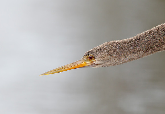 Anhinga