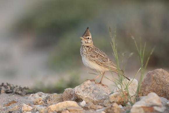 Crested Lark