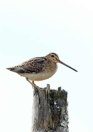 Snipe