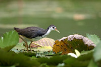 White-breasted Waterhen