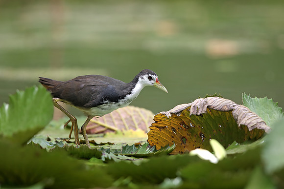 White-breasted Waterhen