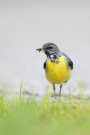 Grey Wagtail