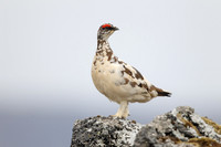 Ptarmigan