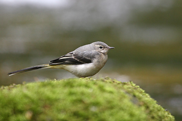 Grey Wagtail