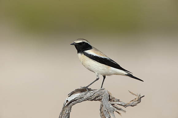 Desert Wheatear