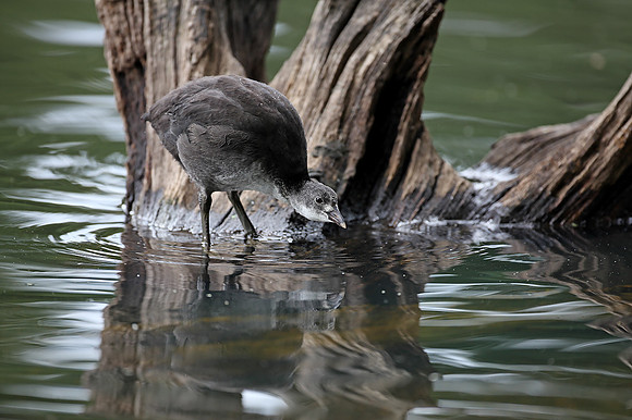 Coot