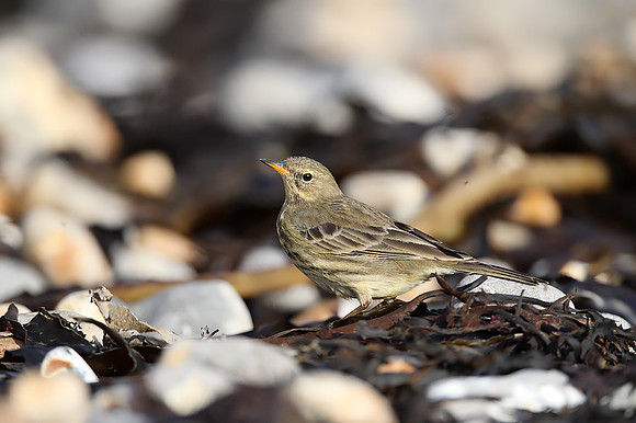 Rock Pipit