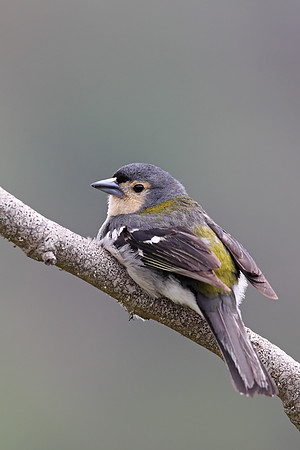 Madeiran Chaffinch