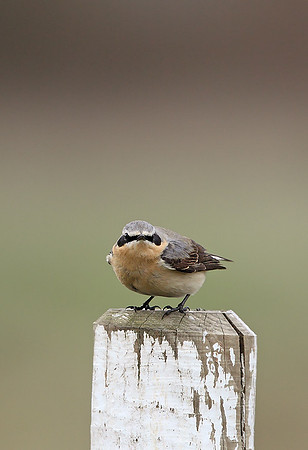 Northern Wheatear