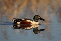 Northern Shoveler