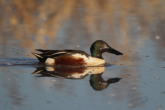 Northern Shoveler