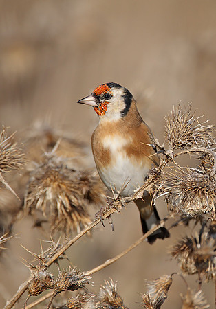 Goldfinch