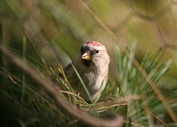 Arctic-type Redpoll