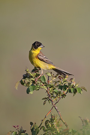 Black-headed Bunting