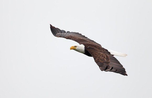 Bald Eagle