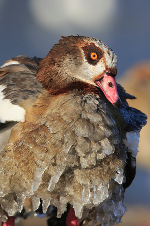 Egyptian Goose