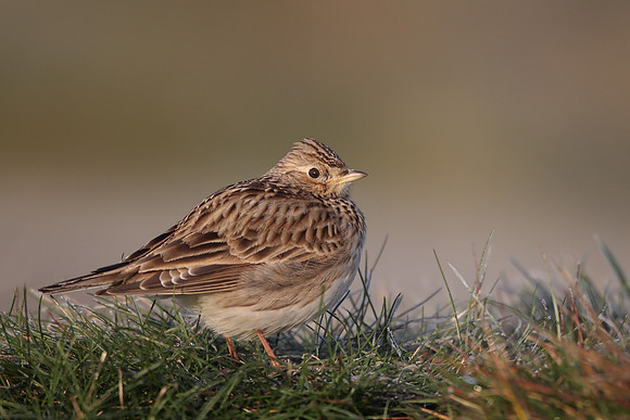 Skylark