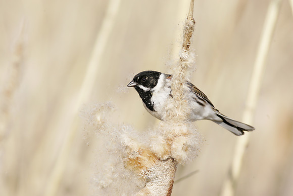 Reed Bunting